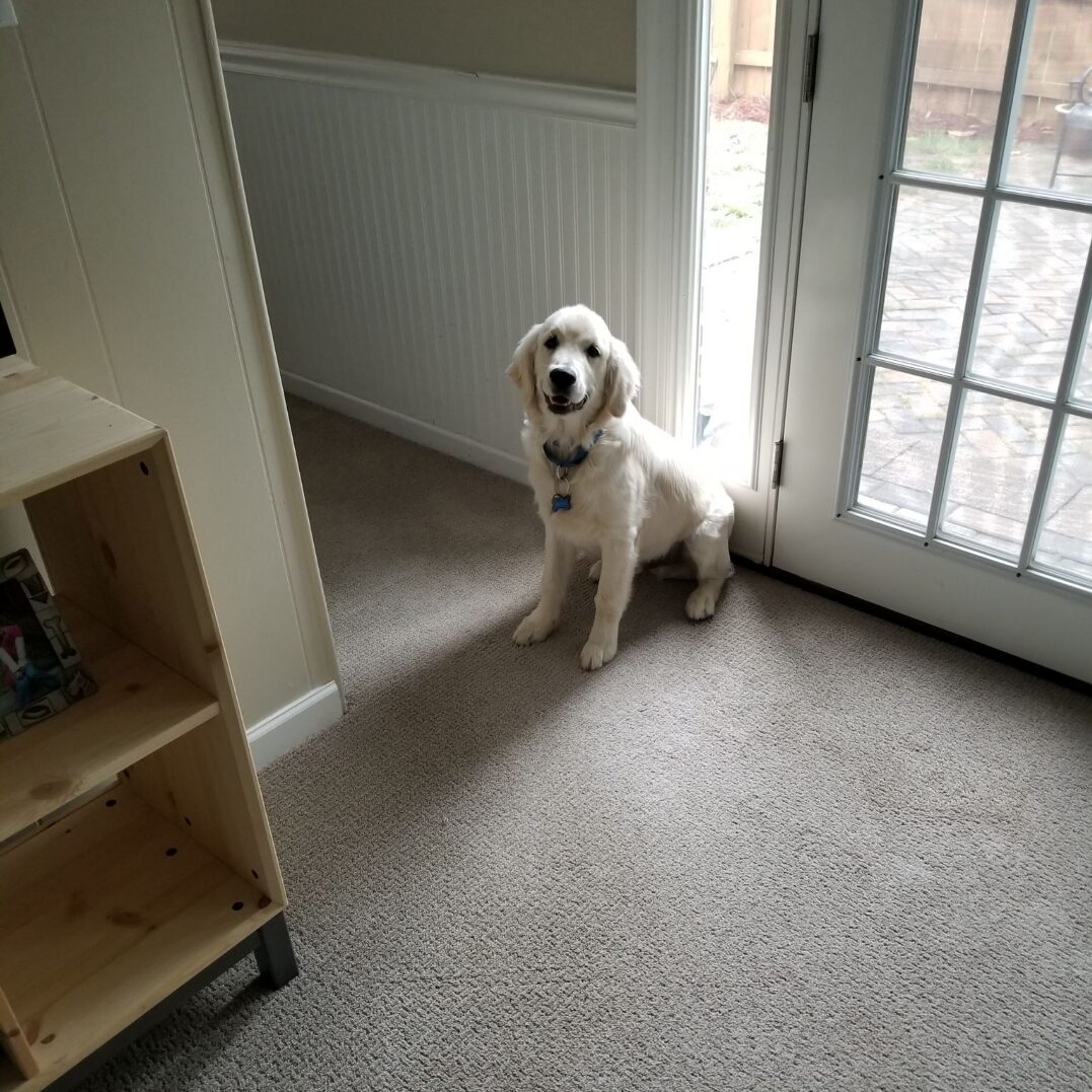 A dog sitting on the floor in front of a door.