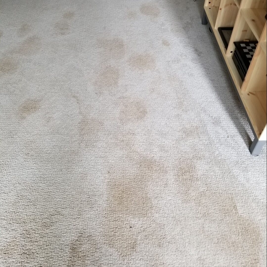 A room with a carpet with stains on it.